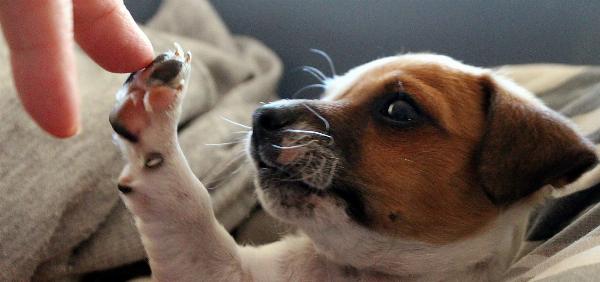 Guia para Cuidar do Seu Primeiro Cachorro