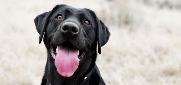 Cuidados especiais para cães de pelo preto