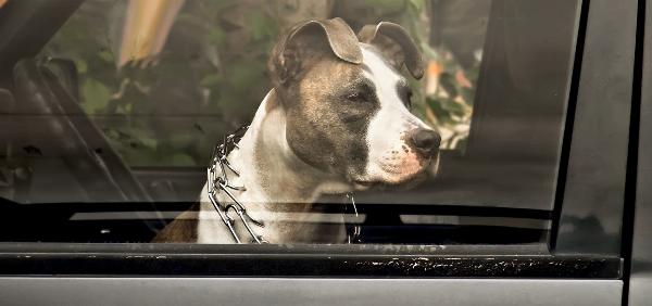 Você sabe o que fazer se ver um cachorro sozinho trancado dentro de um carro?