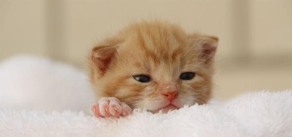 Dicas para cuidar de um gatinho bebê