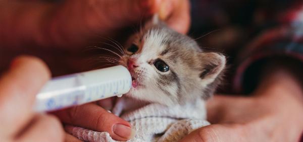 Como Alimentar um Gatinho com Seringa