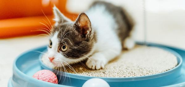 Preparação para os Primeiros Dias de um Gatinho em Casa